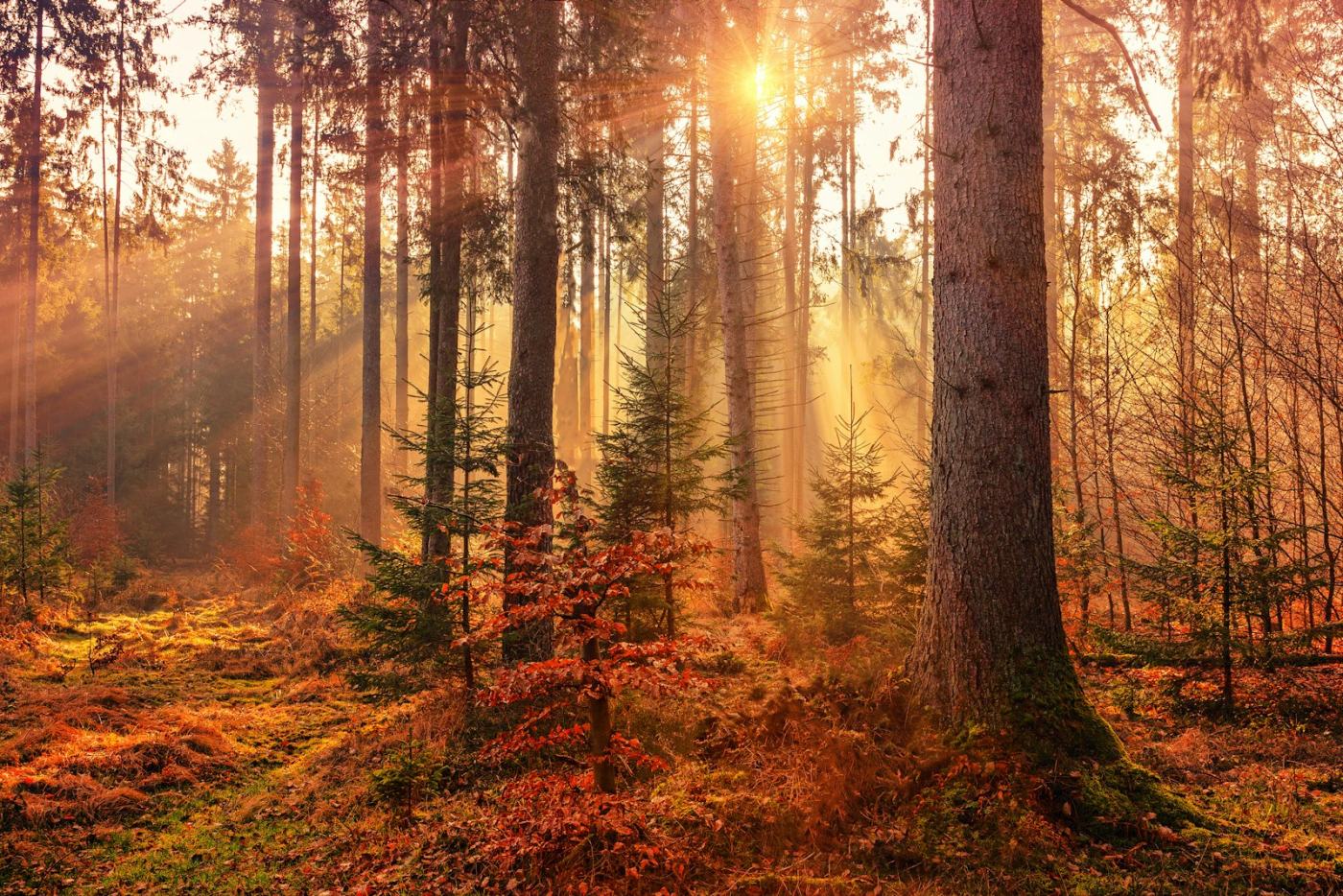 Forêts & reforestation