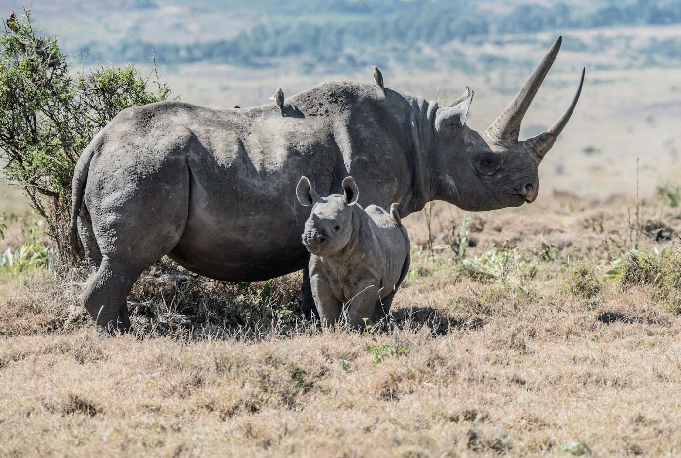 Faune d'Afrique